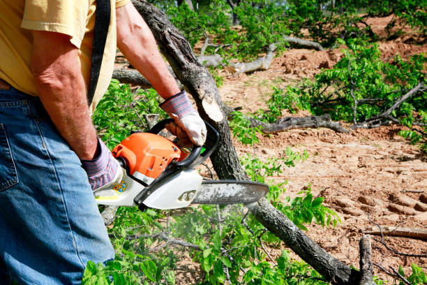 Tree and Shrub Care in Seabrook, SC