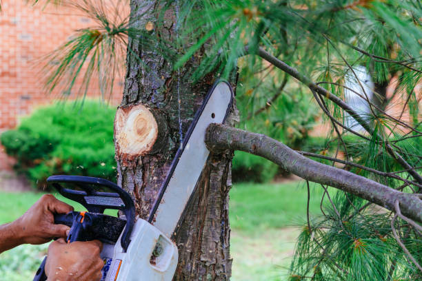 Best Fruit Tree Pruning  in Seabrook, SC